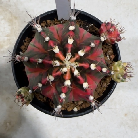 162-0112vivi泰国发货多肉