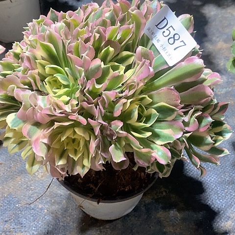 587粉钻多肉有断枝无售后