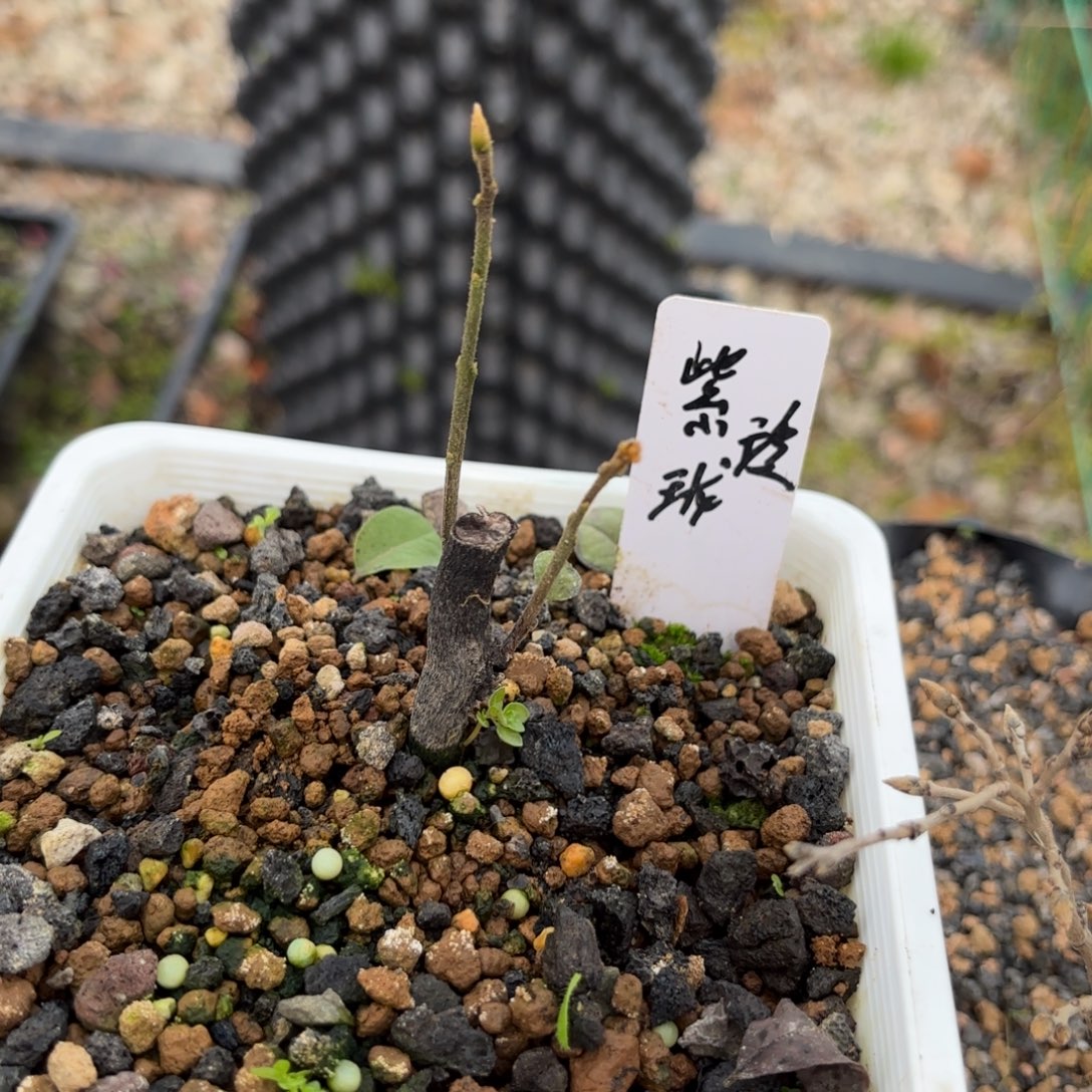 皖***峰紫玲珑哈哈哈哈哈哈