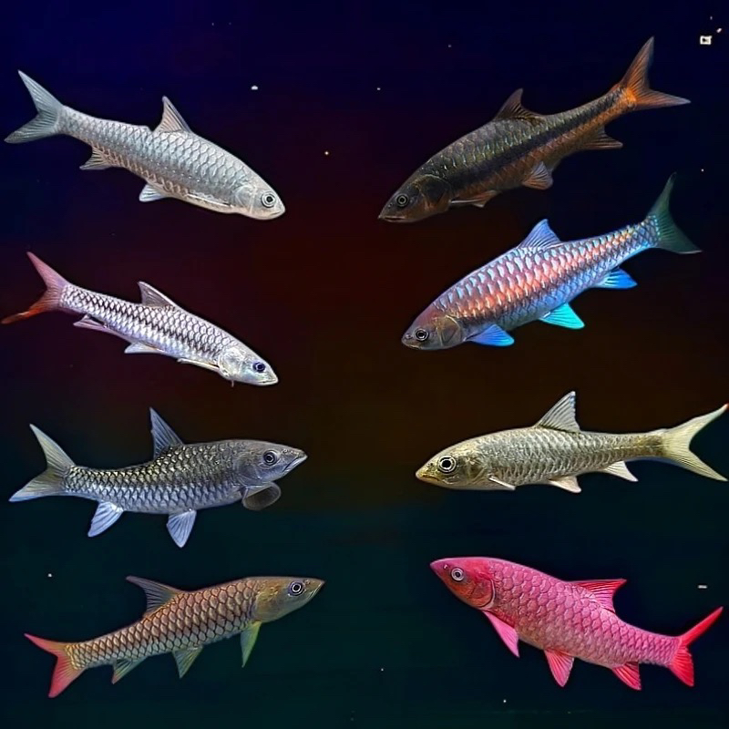 【一鱼一拍】（请勿擅自拍下）蓝吉罗红吉罗金吉罗原生鱼