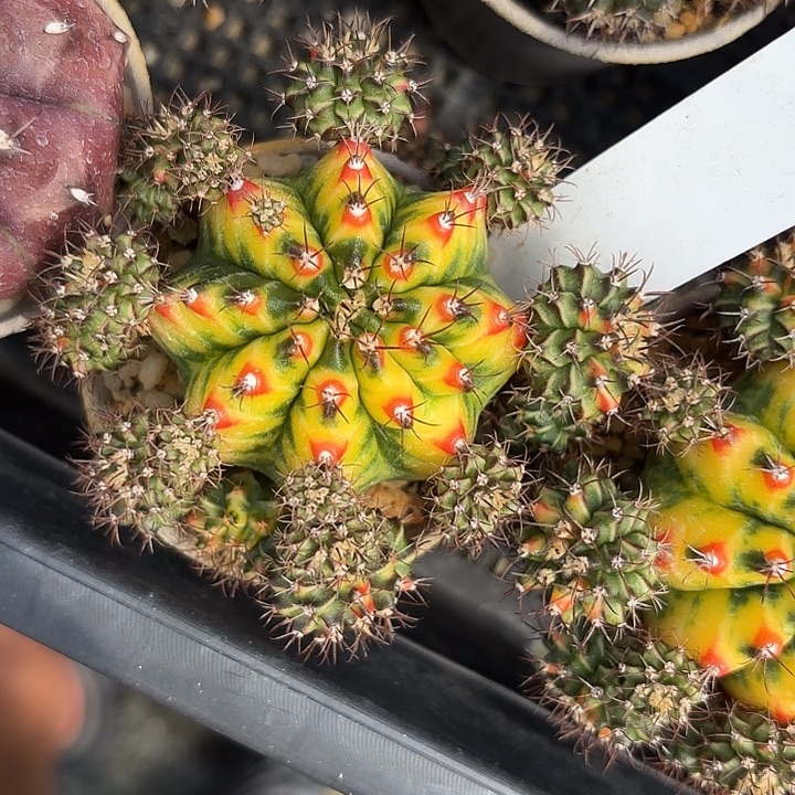 92-0813泰国发货多肉