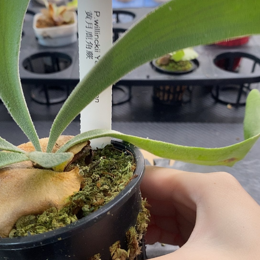 无花朵黄月鹿角蕨