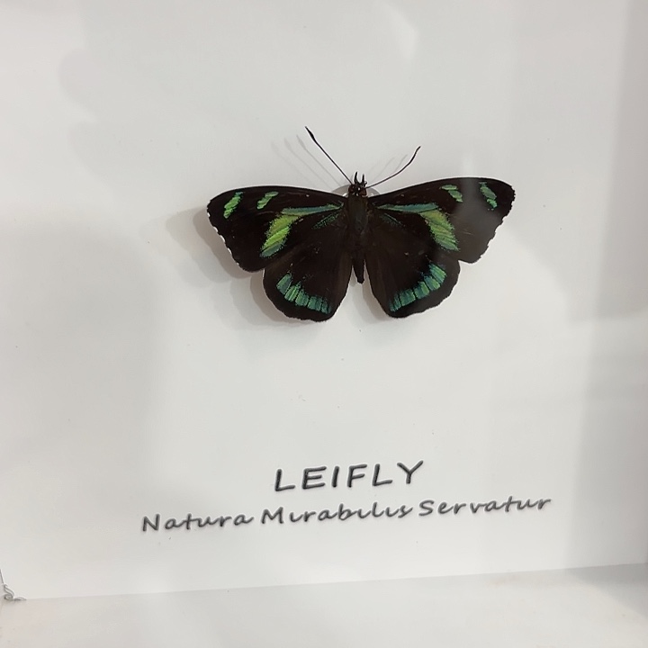 邓***峰蝴蝶标本定制423@