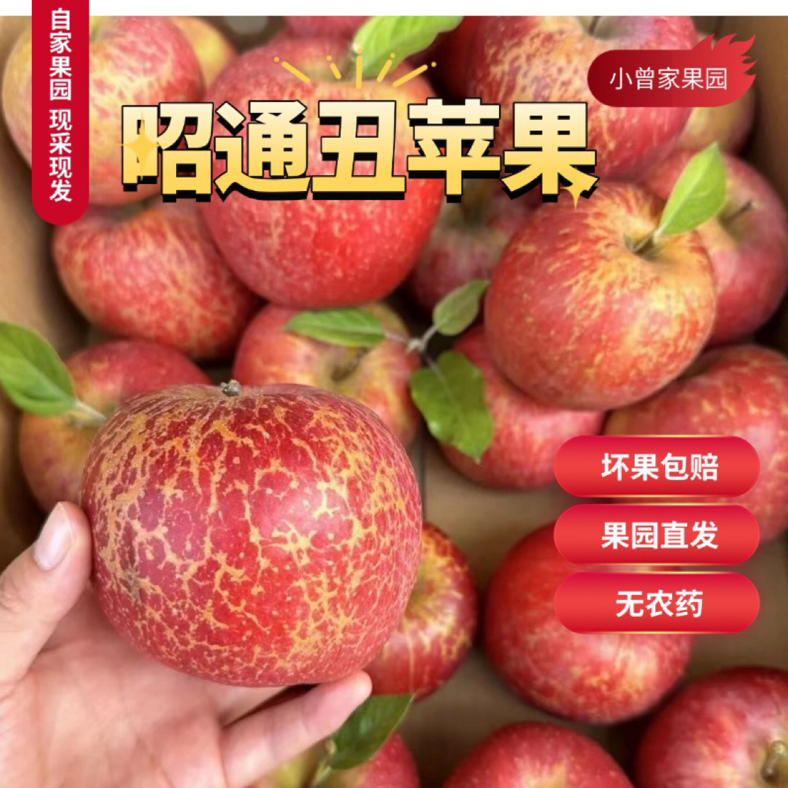 2025年云南昭通高原2001红富士丑苹果当季新鲜现摘酸甜多汁