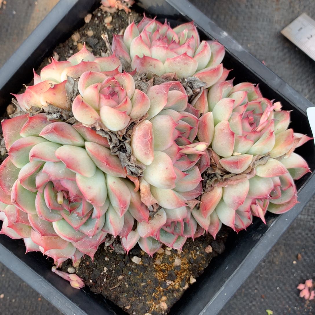 8877杂交多肉老桩