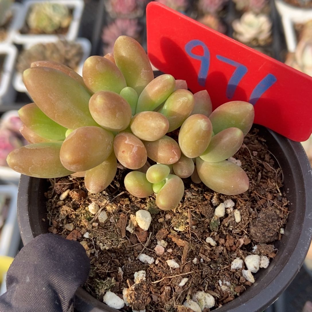 971芒果美人多肉植物保护