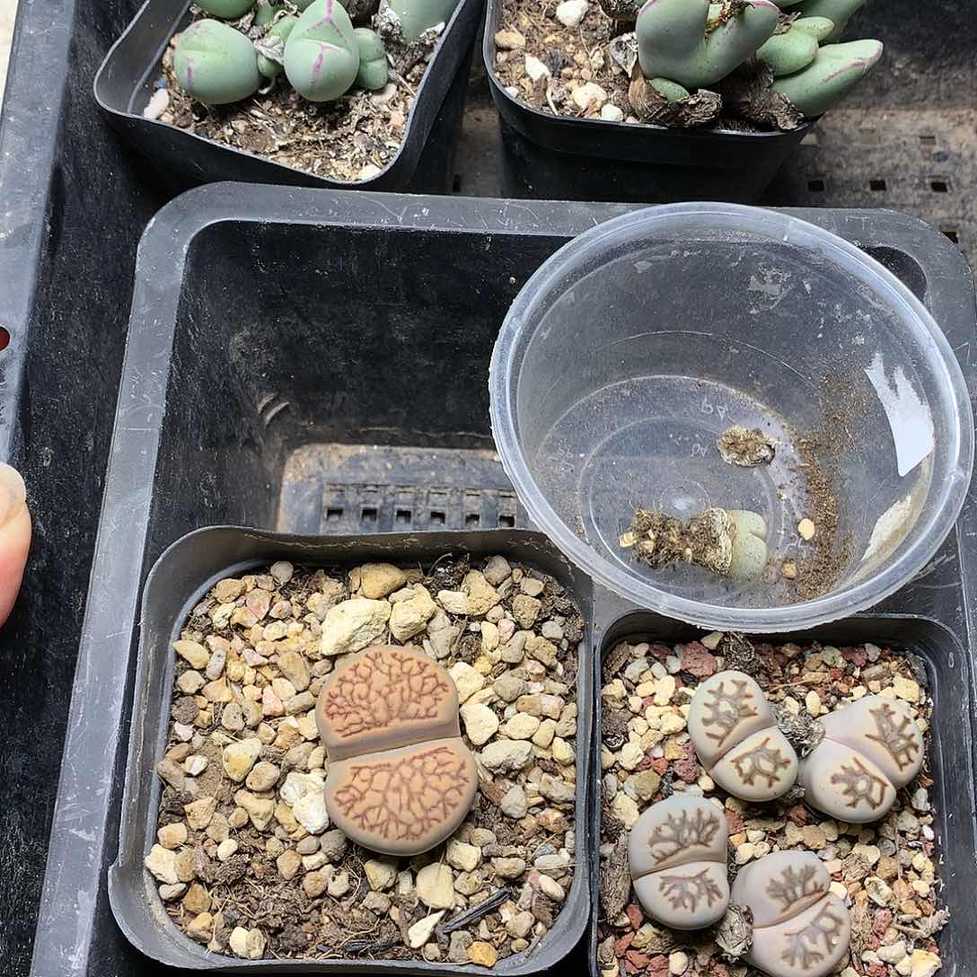 弑*殇D384多肉植物保护研究所
