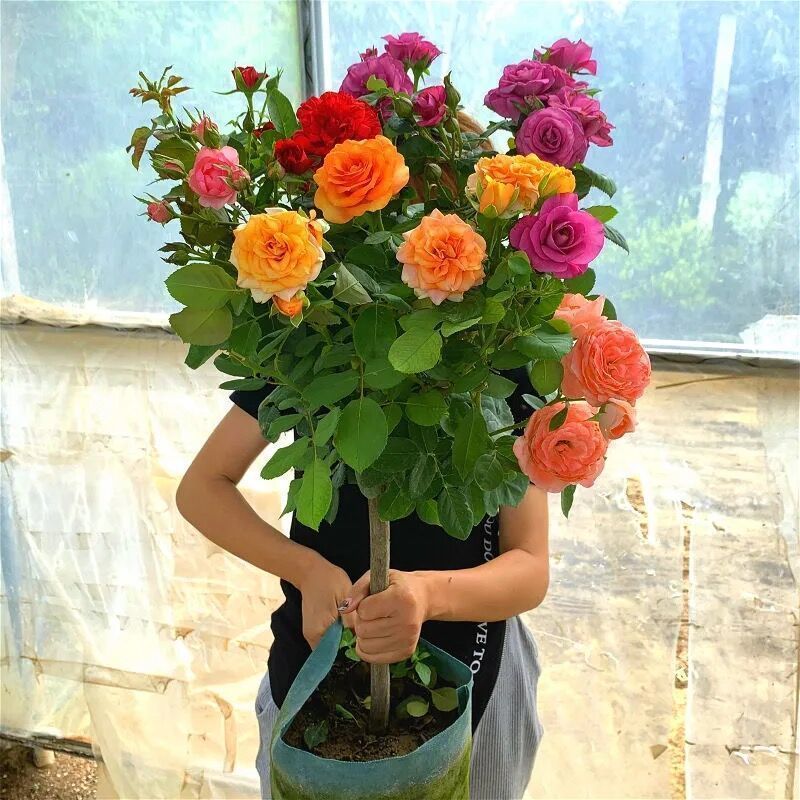 【杆高30公分左右】棒棒糖月季月月开花阳台必备