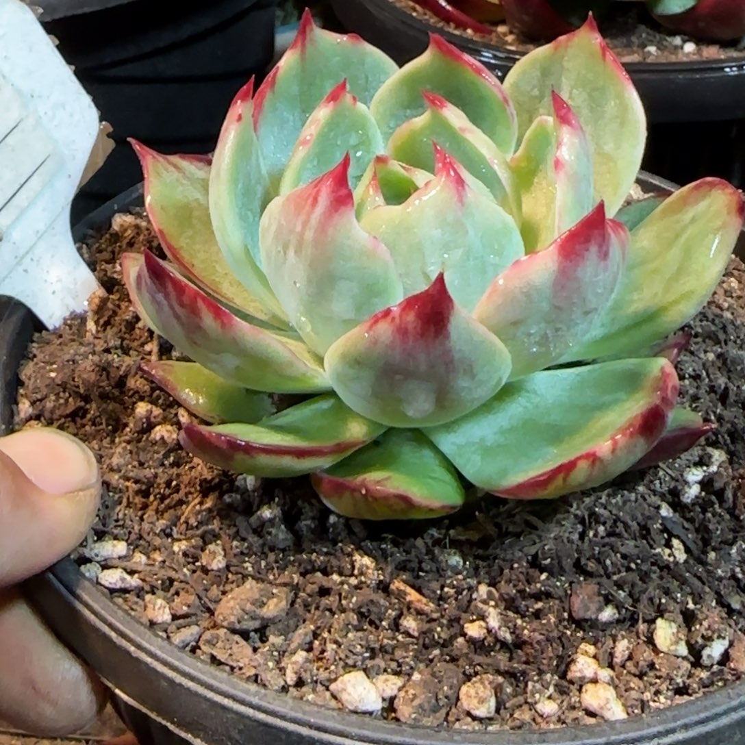 花脸拉丝惊鸿一物一拍包装收缩花旱683