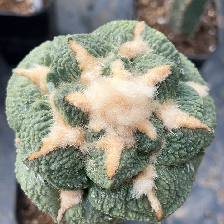 仙人球袖浦接哥斯拉7.8公分153