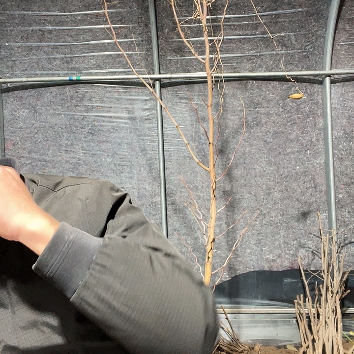 一***虹龙潘一物一拍树枝