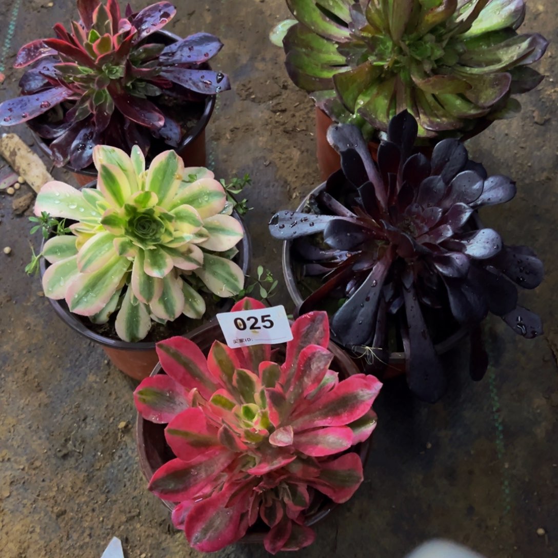025五课组合多肉植物
