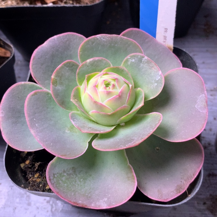 小***了一物一拍生日福利恋火187