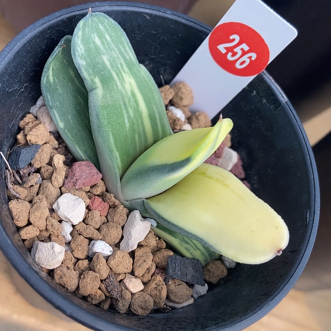 256卧牛实生锦带盆发货