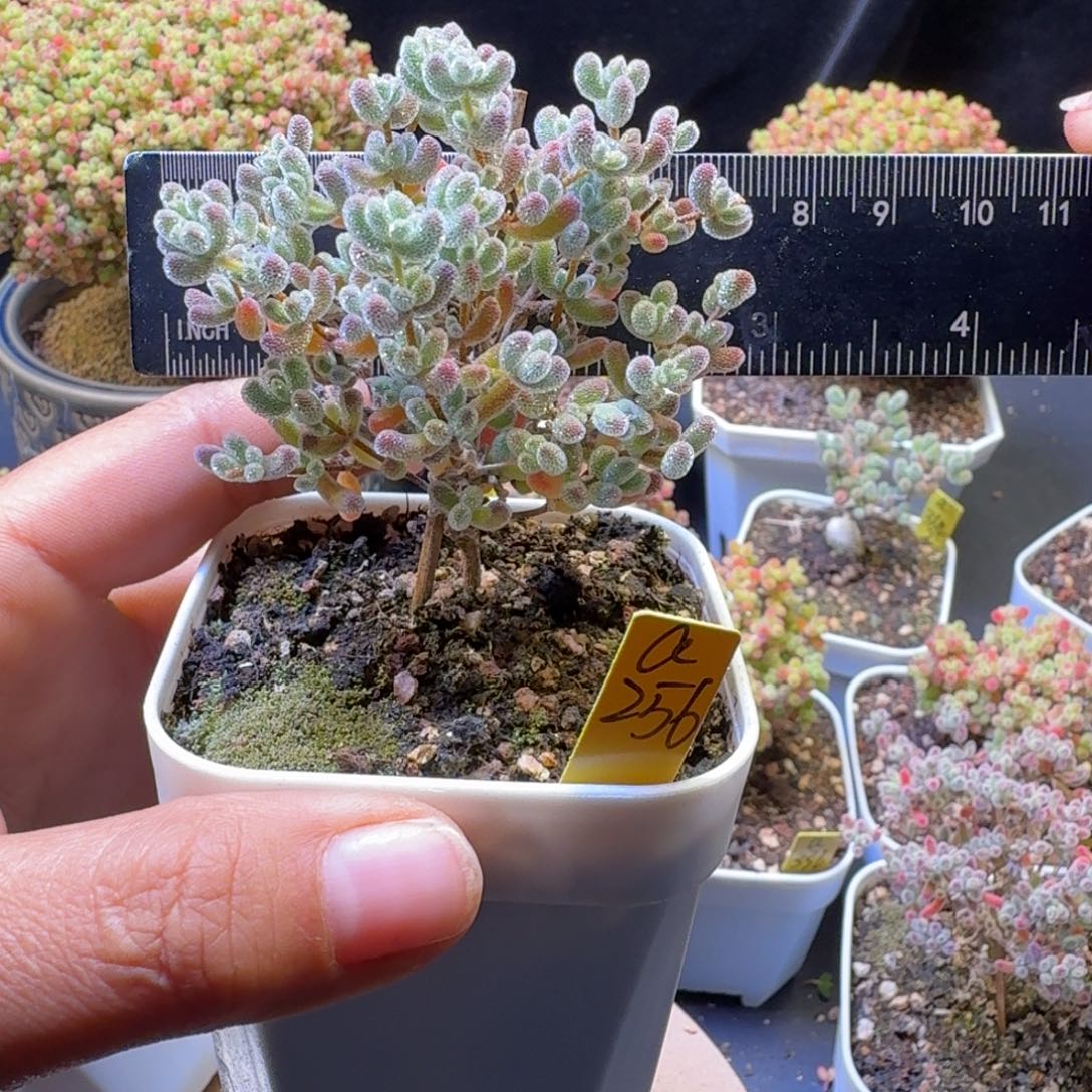 好***いa256号冰晶冠服6厘米左右