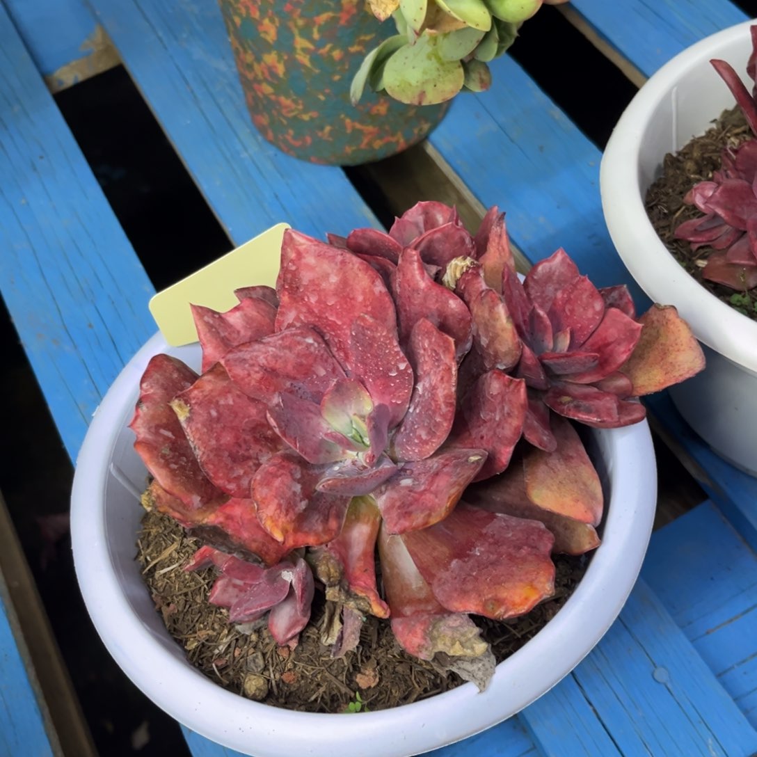 小雨多肉砖石锦群