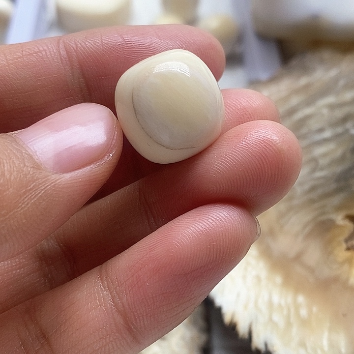 贝壳手串/手链16.2成16.3皮笑老邢朱子