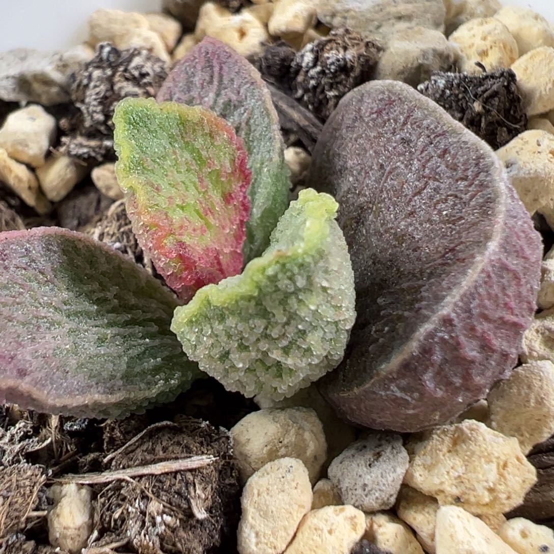 w波浪边冰晶颗粒款实生新品