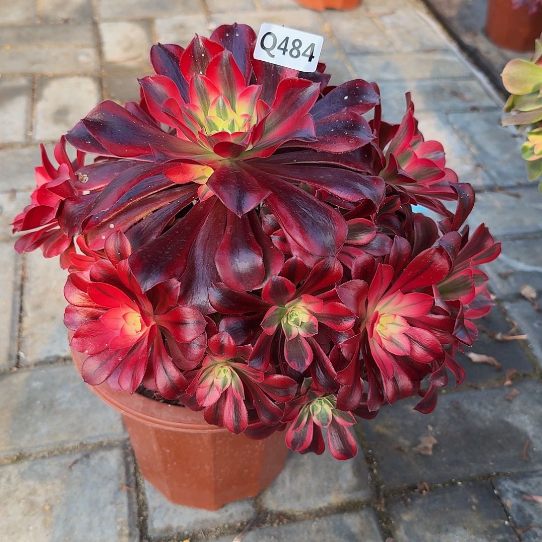 484美杜莎44冠服25左右有个断指