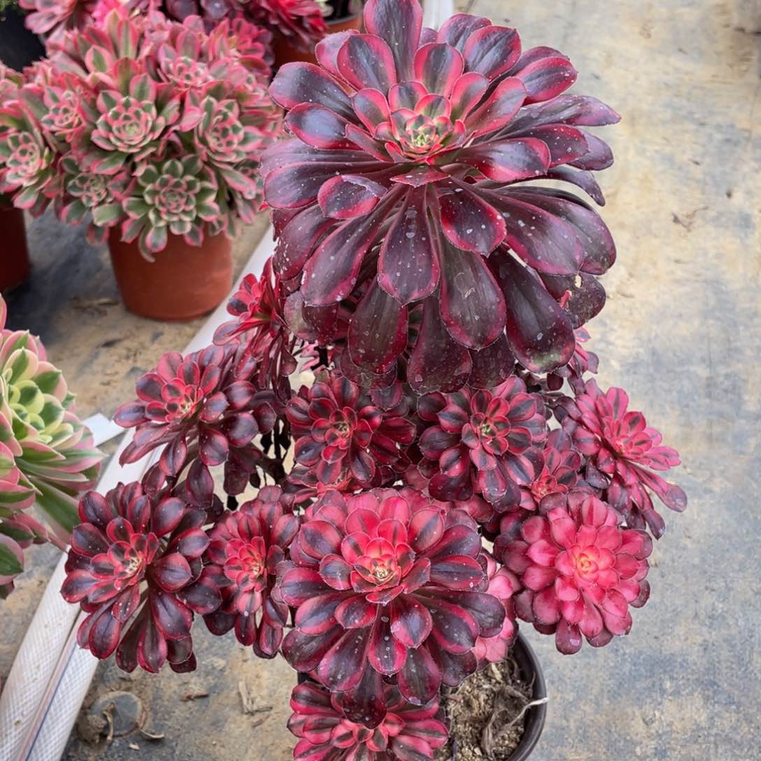 728丽娜精品法师多肉