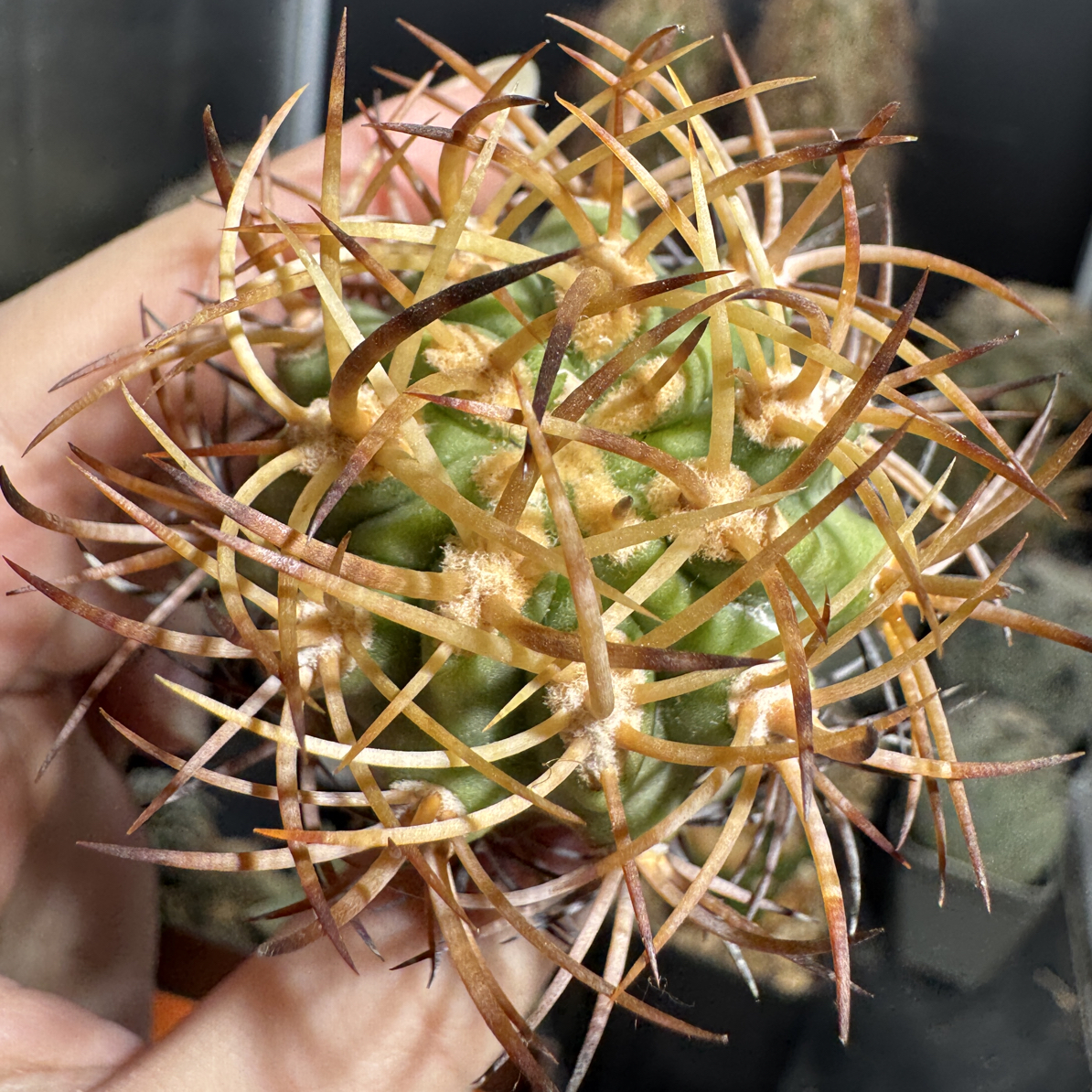多肉植物 仙人球 奥拉塔