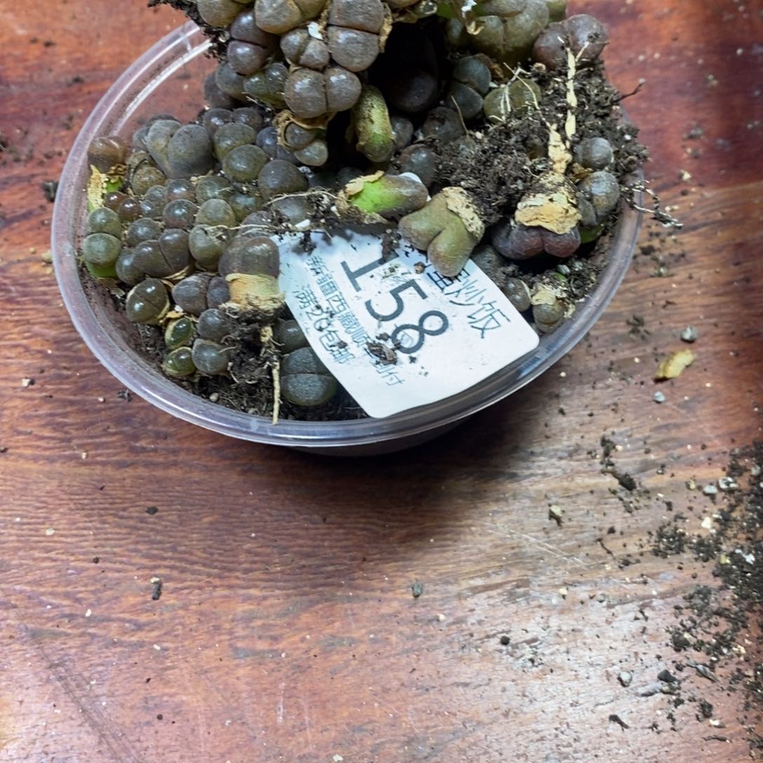 造***啊多肉蛋炒饭，感谢您相伴158