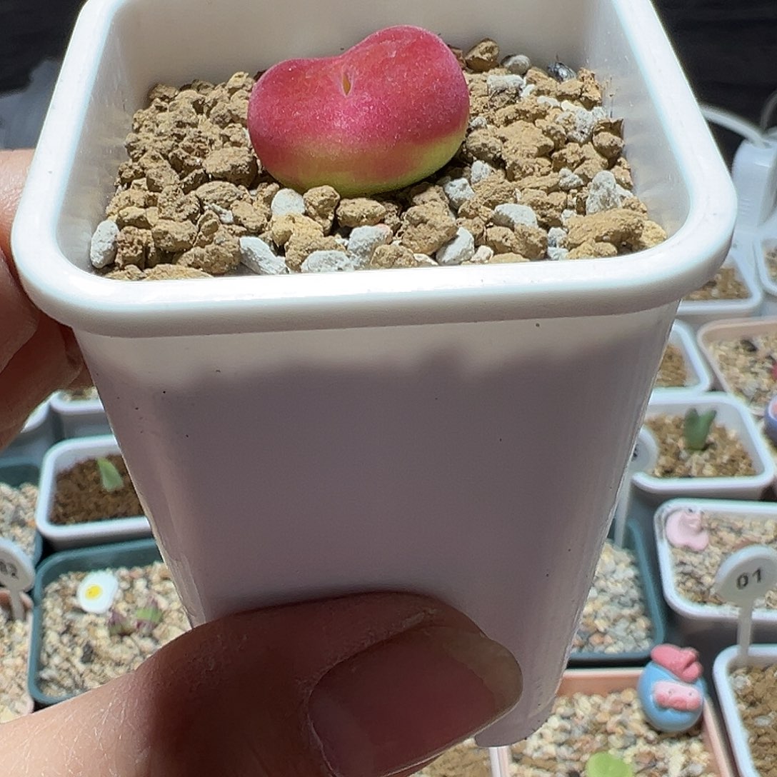 1801.1蟠桃尺寸1.6