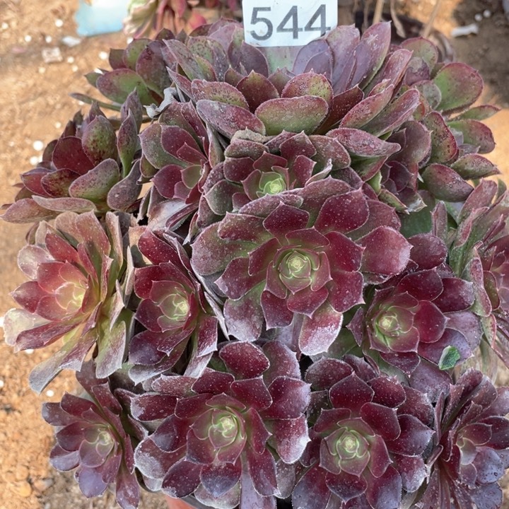 544多肉植物荷兰玫瑰