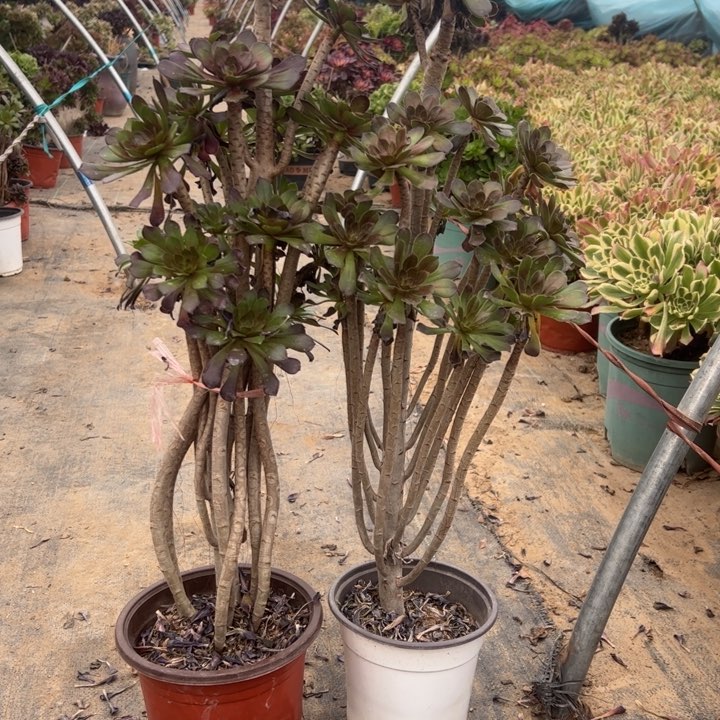 19二颗多肉多肉多肉多肉