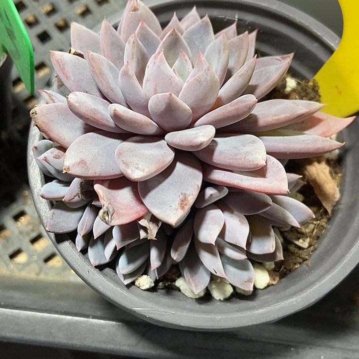 峰***姐多肉植物轻轨858多肉