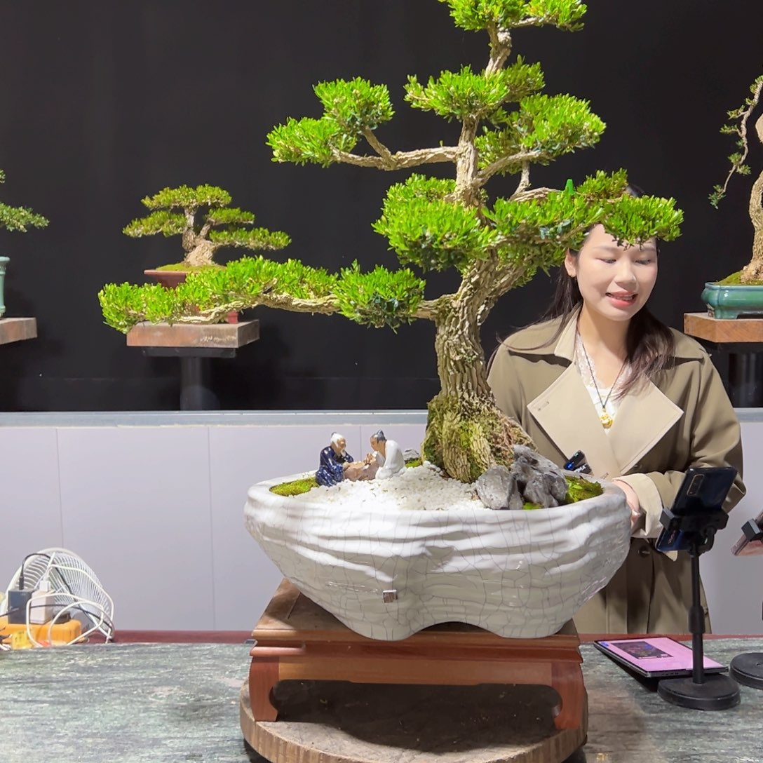 四季常青老桩黄杨盆景