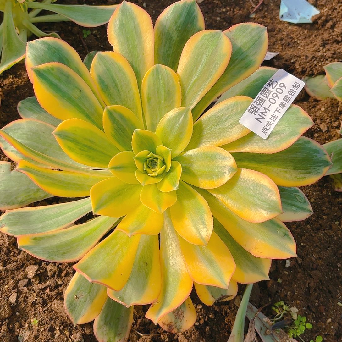 黄龙多肉植物909