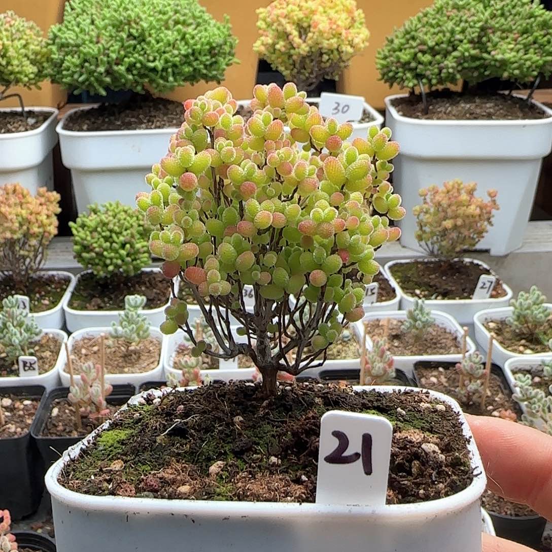 蜜橘糖球枝干番杏