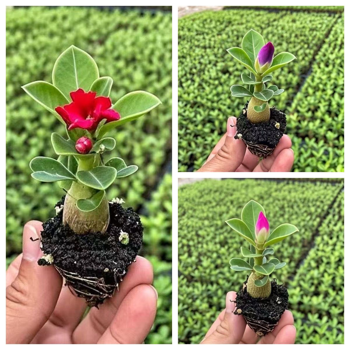 重瓣沙漠玫瑰盆栽四季花卉好养易活适合室内外阳台