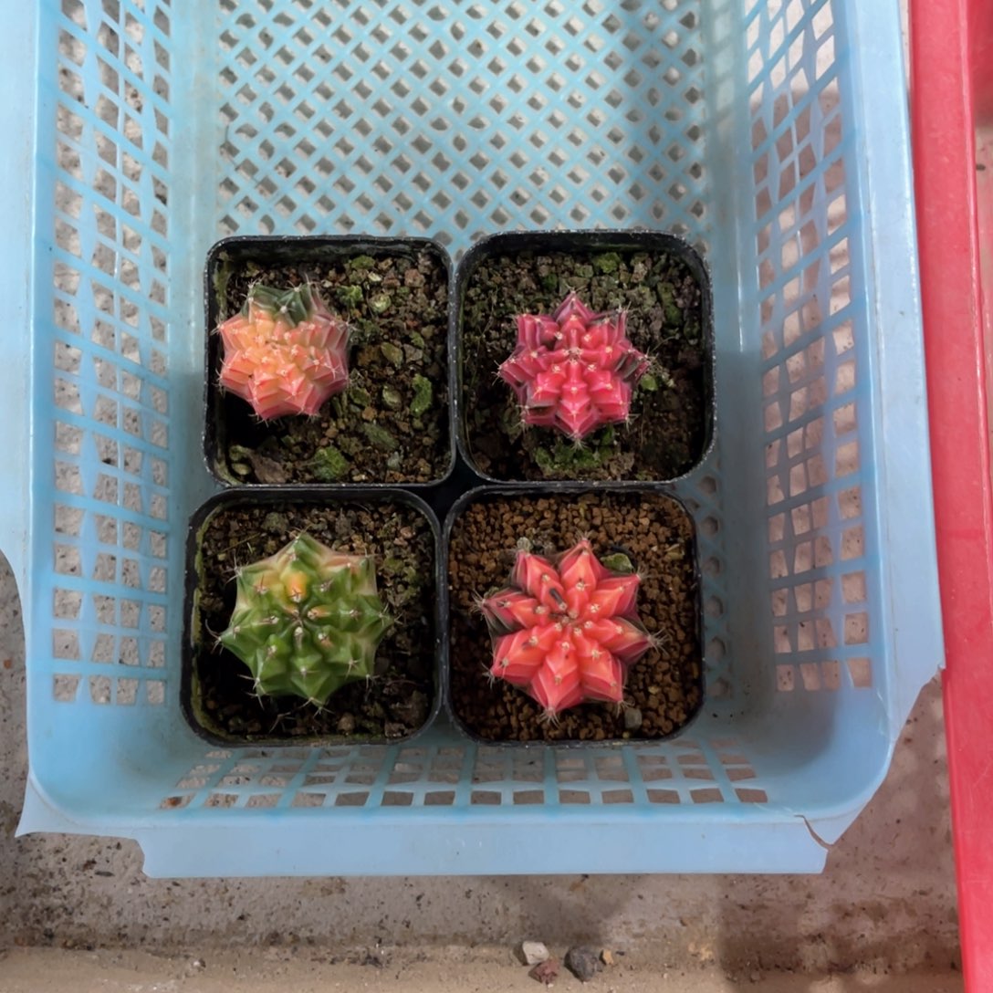 啊*自播苗哈哈哈哈哈哈哈