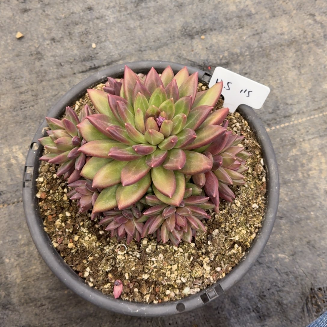 爱****一物一拍迷雾泡泡捧花115