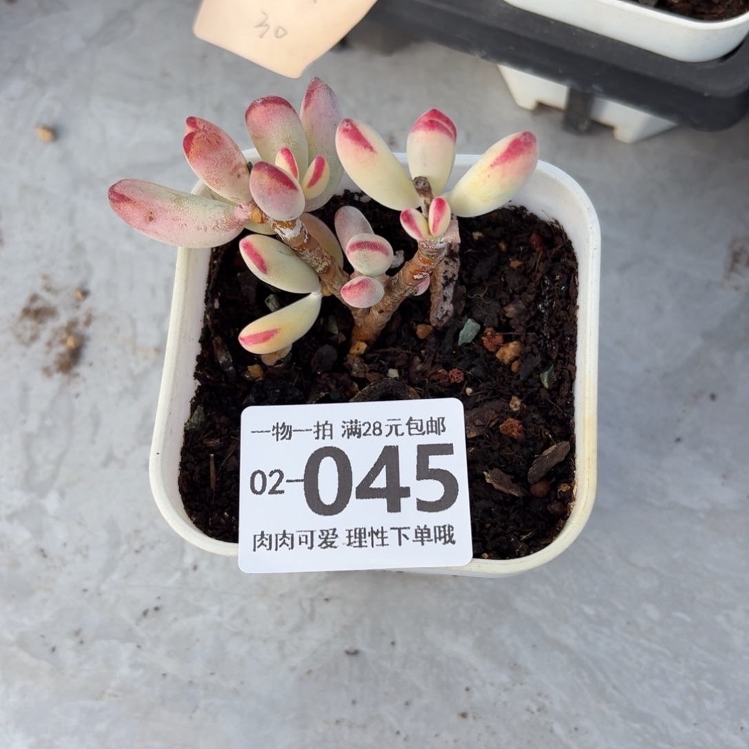 棒叶福娘锦无盆土发货