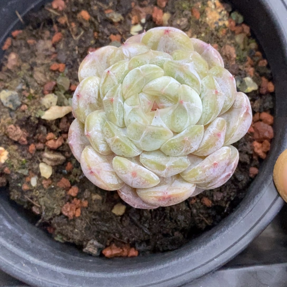 精品多肉一物一拍不包整170