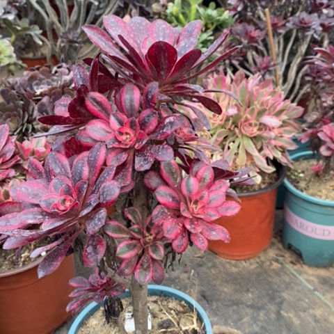 香奈儿有断枝041