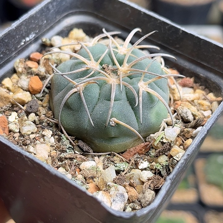 附刺天平实生球一颗