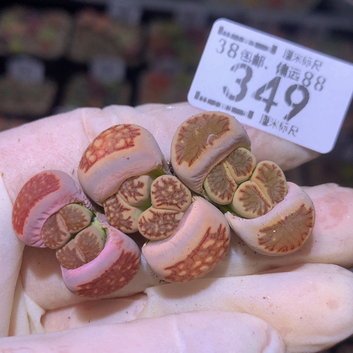 S精品生石花.349