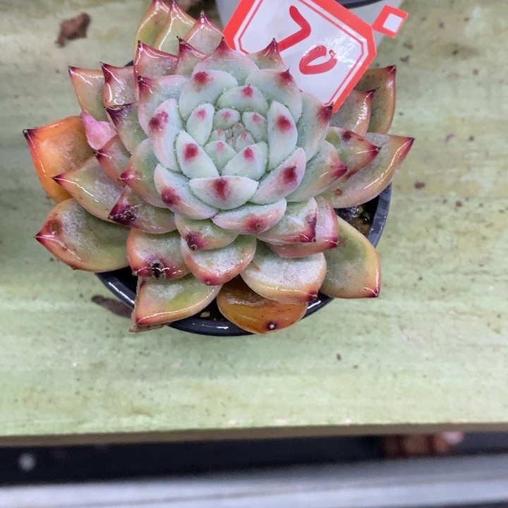 希****嘻一物一拍啦糖多肉70