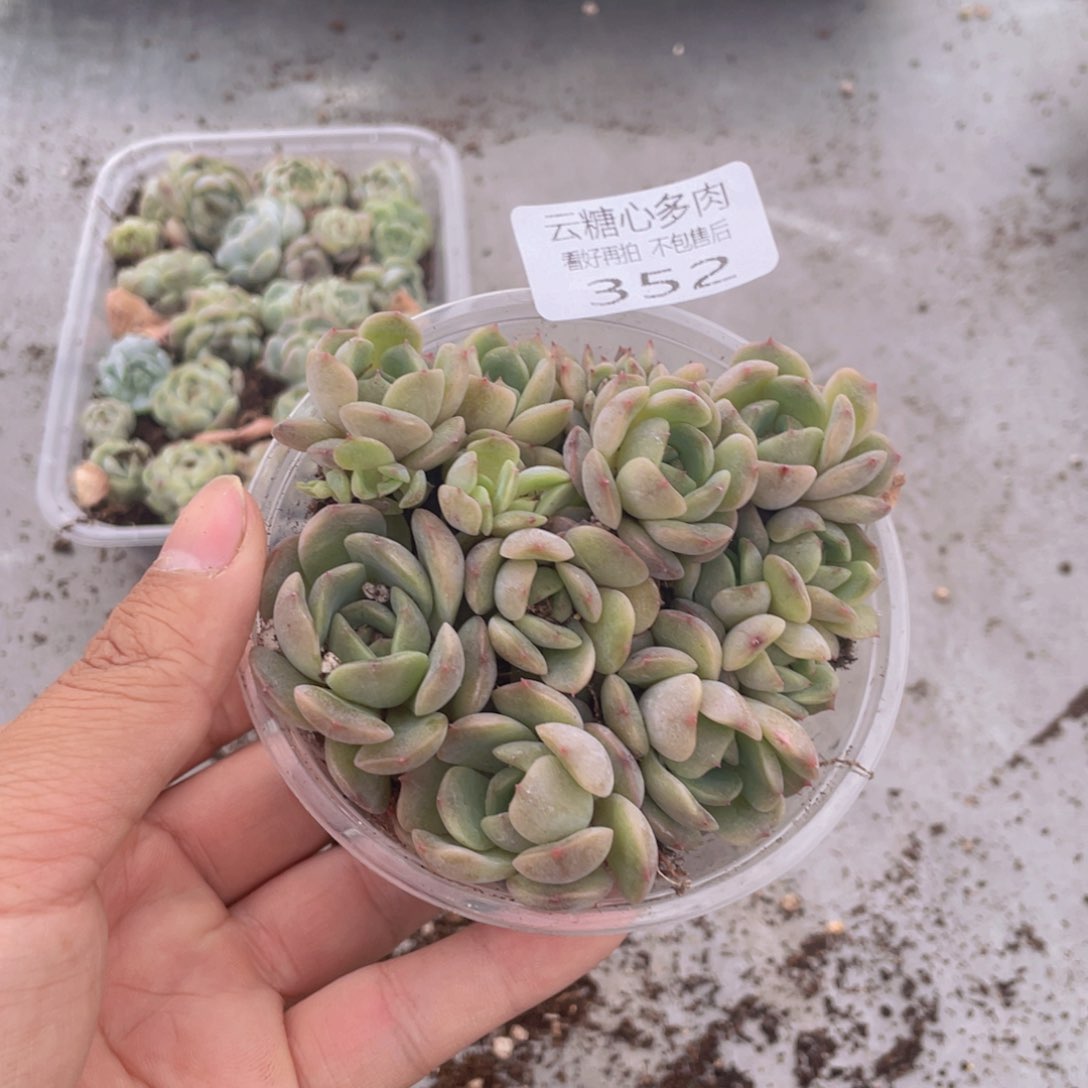 云糖心多肉植物352