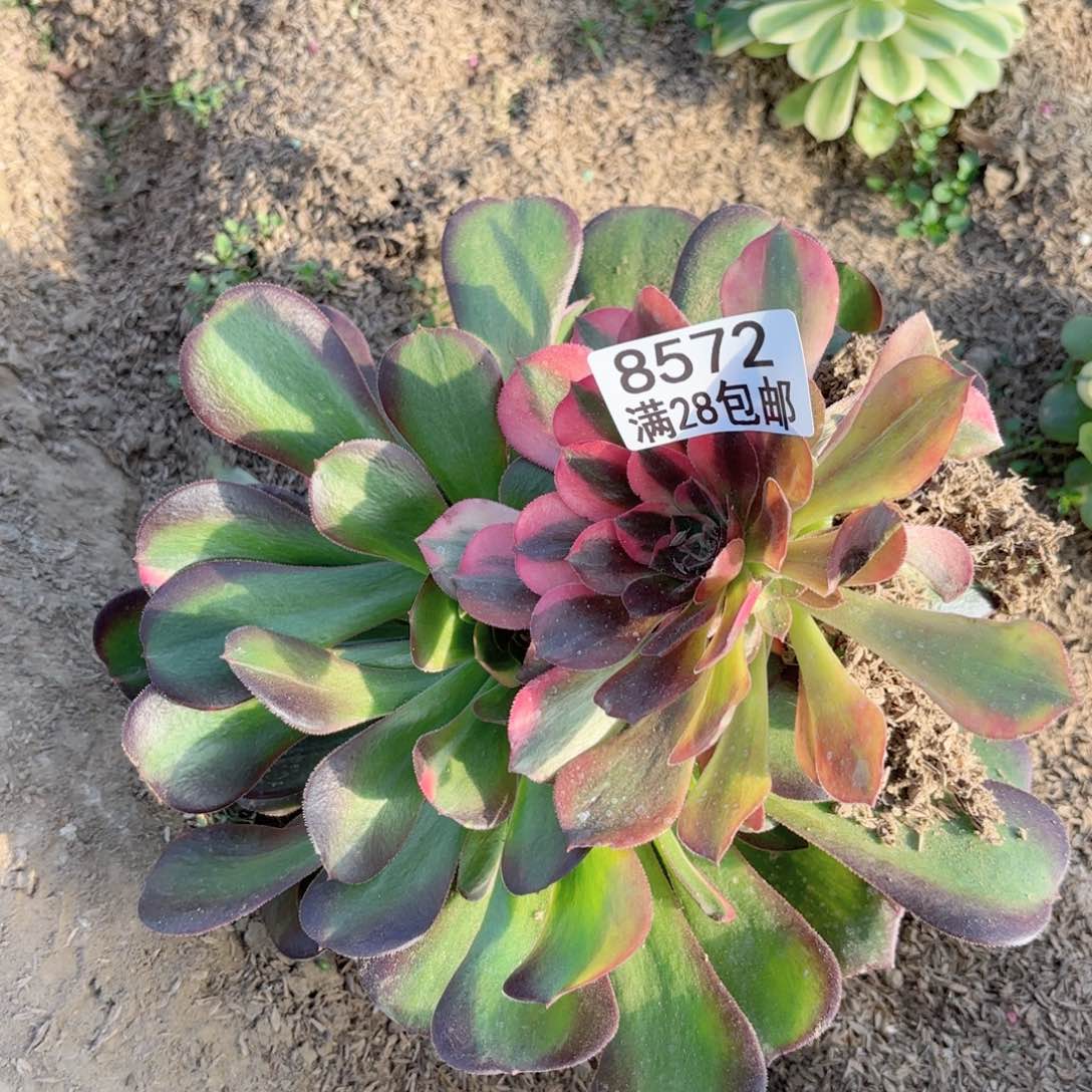 D. 8572两颗多肉
