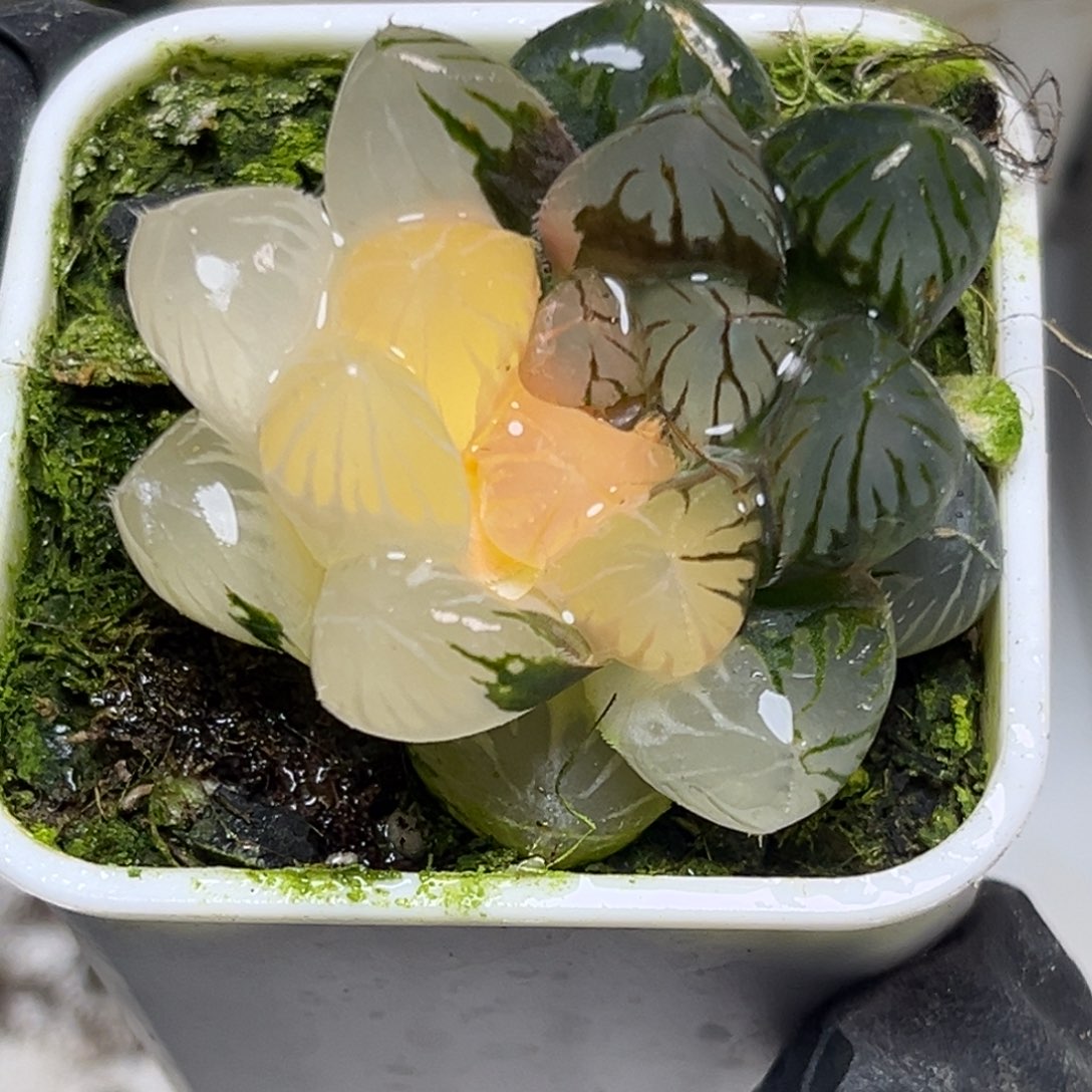 十二卷多肉植物2070龙爪