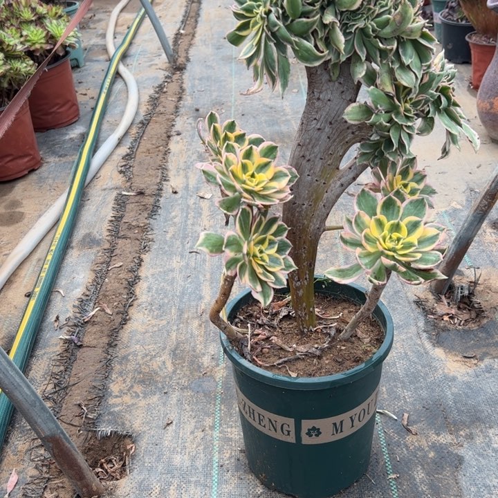 38灿烂缀多肉多肉多肉