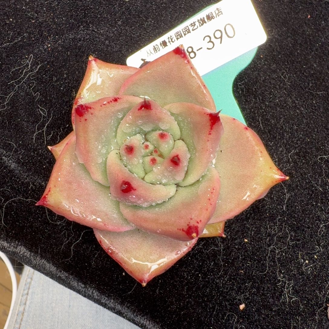 从前慢多肉精选编号1218.390