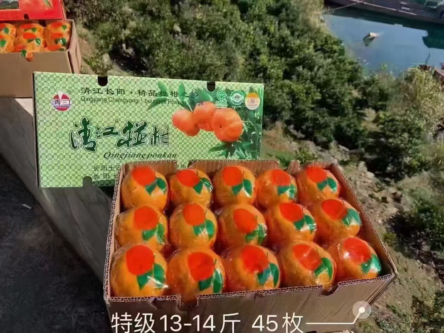 正宗湖北长阳清江椪柑特级45个中果自产精品包赔水果原产地直发