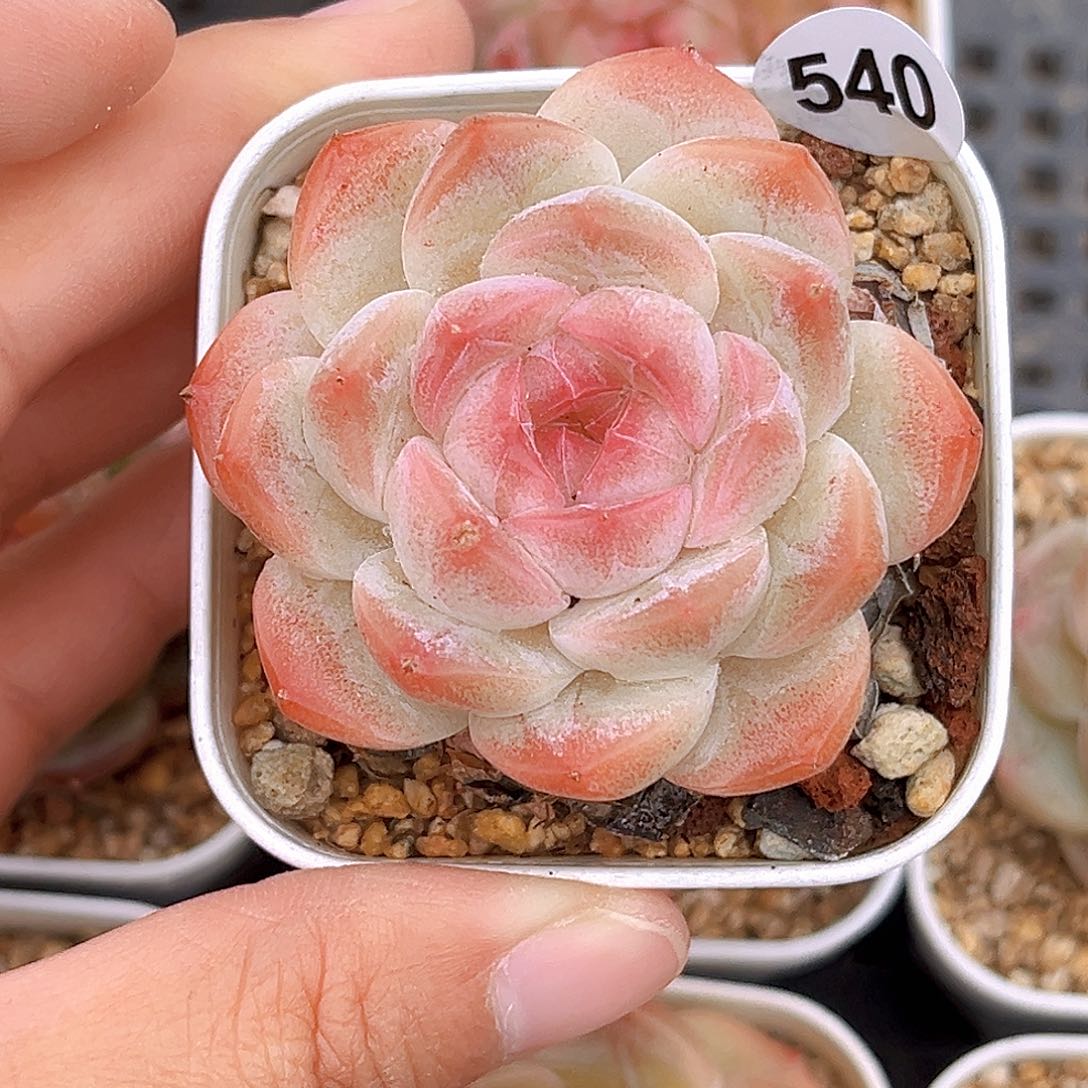 540 新品珍妮 满18包邮