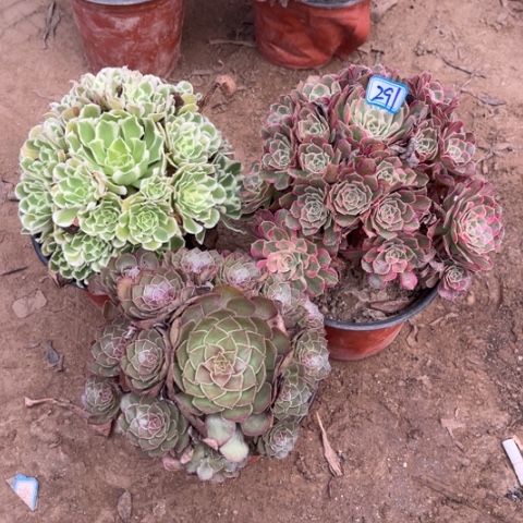 291多肉植物组合，